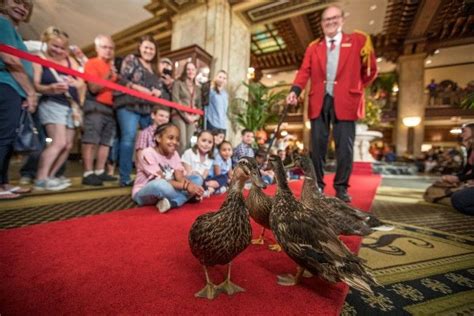 Der  Peabody Ducks March! Eine fantasievolle Tradition im Hotel Peabody von Memphis!